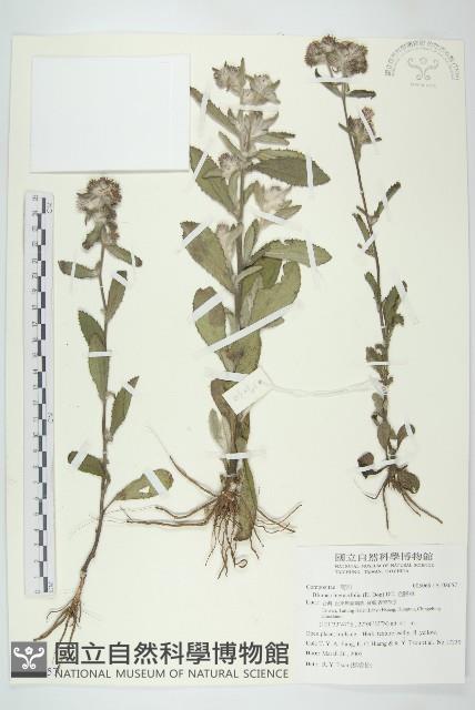 毛將軍藏品圖，第1張