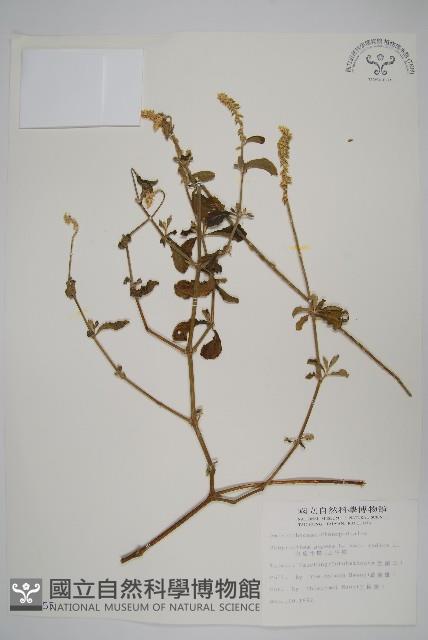 印度牛膝、土牛藤藏品圖，第1張