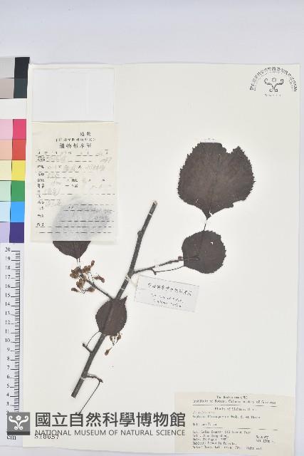 領春木藏品圖，第1張