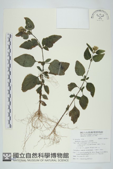 霍香薊藏品圖，第1張