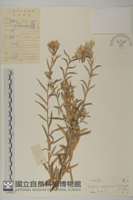 抱莖籟簫藏品圖，第1張