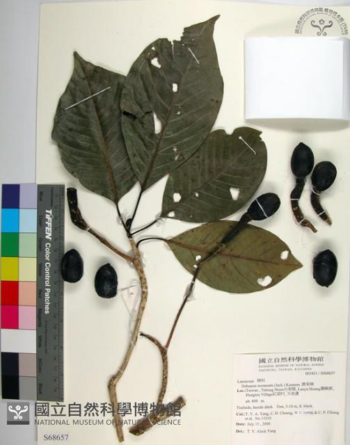 腰果楠藏品圖，第1張