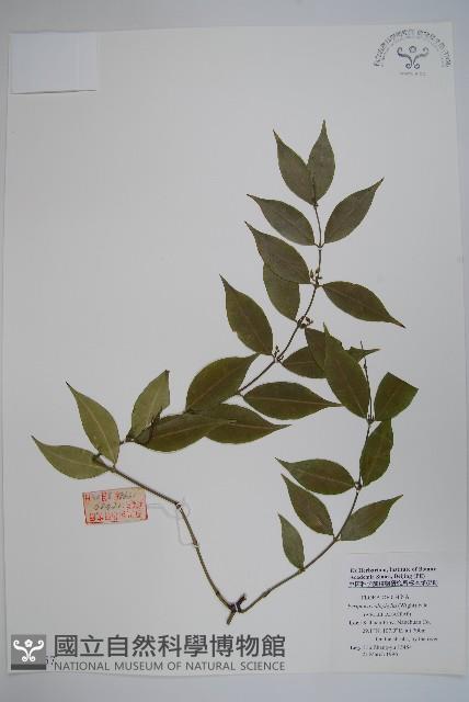 青蛇藤藏品圖，第1張