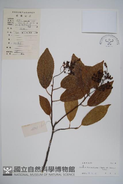 厚殼樹藏品圖，第1張