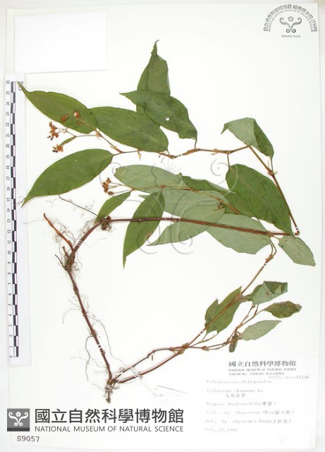 火炭母草、清飯藤藏品圖，第1張
