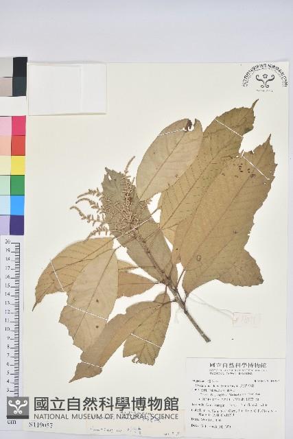 大葉石櫟藏品圖，第1張