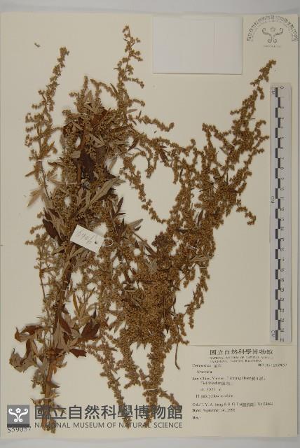 登錄號:S059057藏品圖，第1張