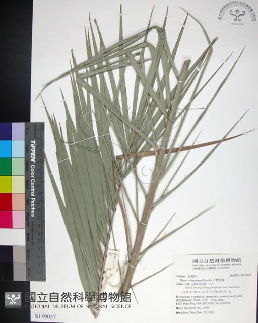 台灣海棗藏品圖，第1張