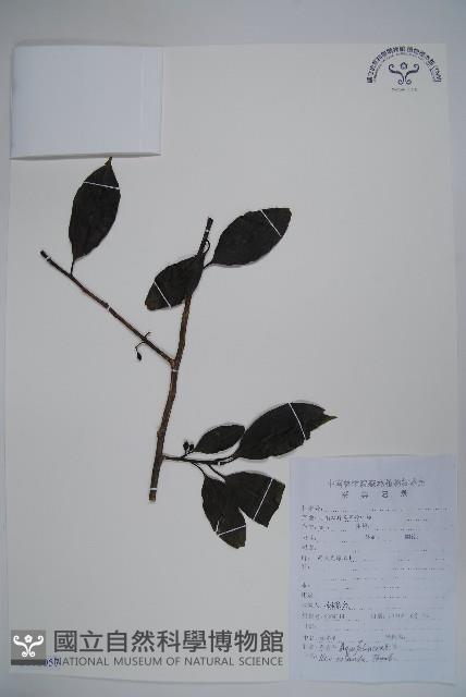 鐵冬青藏品圖，第1張