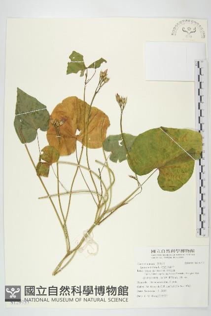 紅花野牽牛藏品圖，第1張