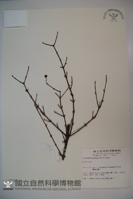 登錄號:S009757藏品圖，第1張