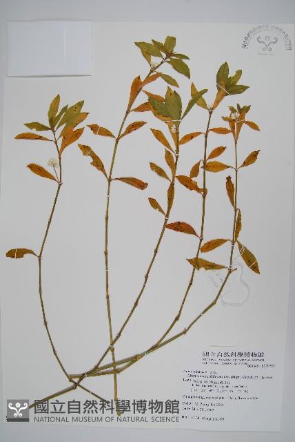 空心蓮子草藏品圖，第1張