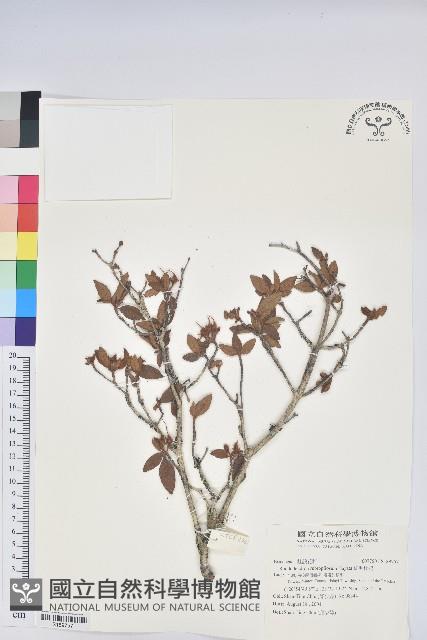 紅毛杜鵑藏品圖，第1張