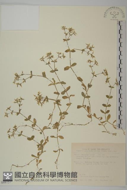 卷耳藏品圖，第1張