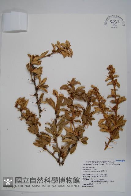 臺灣小蘗藏品圖，第1張