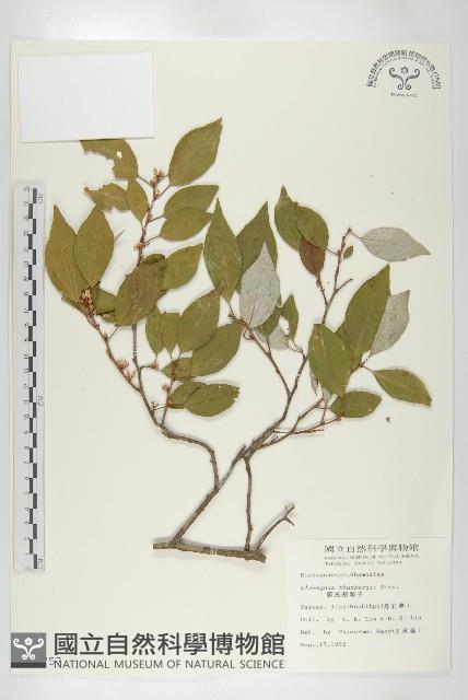 鄧氏胡頹子藏品圖，第1張