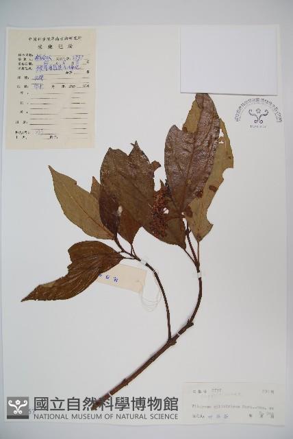 水紅木藏品圖，第1張