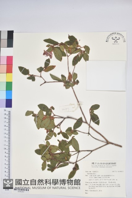 登錄號:S190257藏品圖，第1張