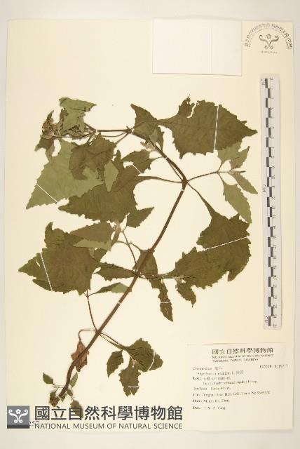 豨薟藏品圖，第1張