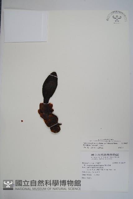 穗花蛇菰藏品圖，第1張