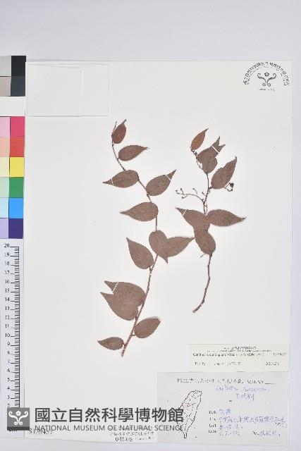 白珠樹藏品圖，第1張