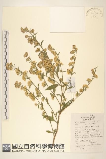 一枝黃花藏品圖，第1張