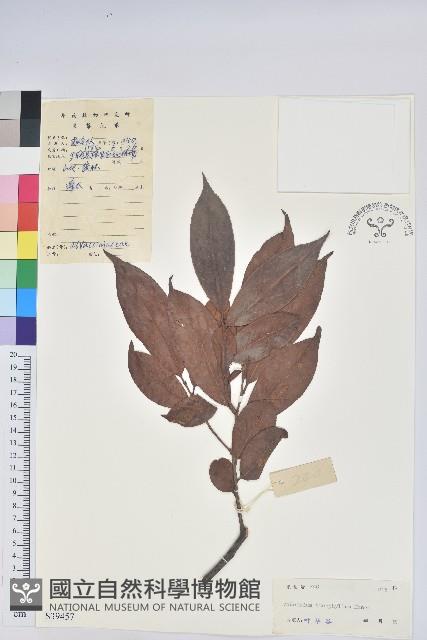 黃背越橘藏品圖，第1張