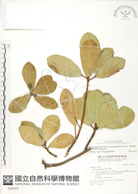 鵝鑾鼻蔓榕藏品圖，第1張