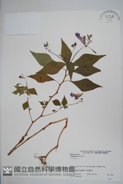 野鳳仙花藏品圖，第1張