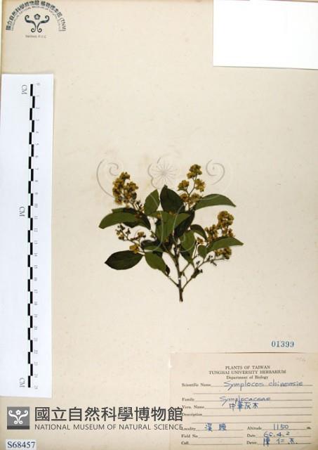 灰木藏品圖，第1張