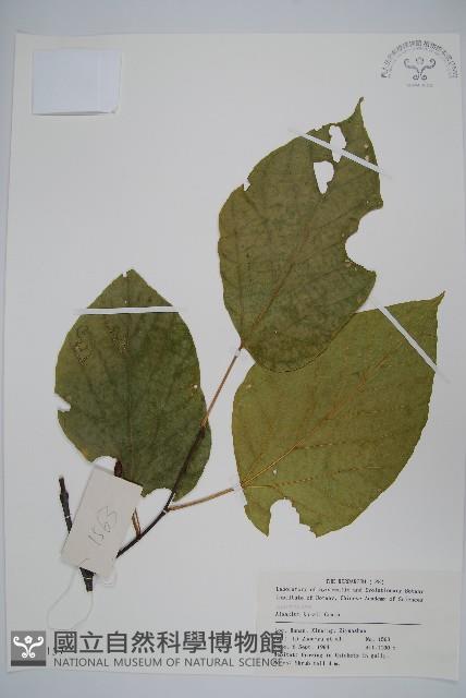 長毛八角楓藏品圖，第1張