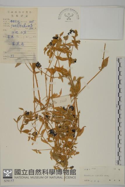 狗筋蔓藏品圖，第1張