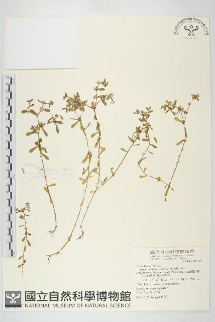 珠芽佛甲草藏品圖，第1張