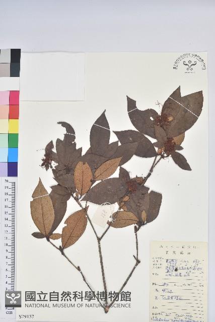 廣東杜鵑藏品圖，第1張