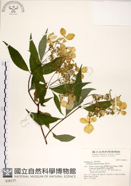 華八仙藏品圖，第1張