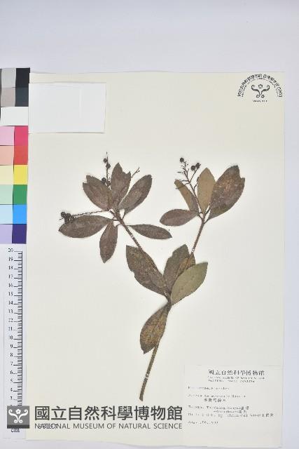 臺灣馬醉木藏品圖，第1張