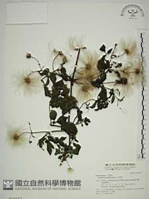 小木通藏品圖，第1張