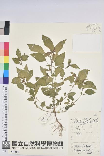 鐵莧菜藏品圖，第1張