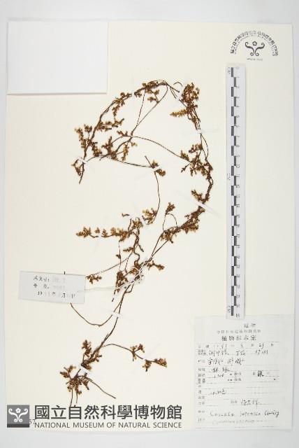 日本菟絲子藏品圖，第1張