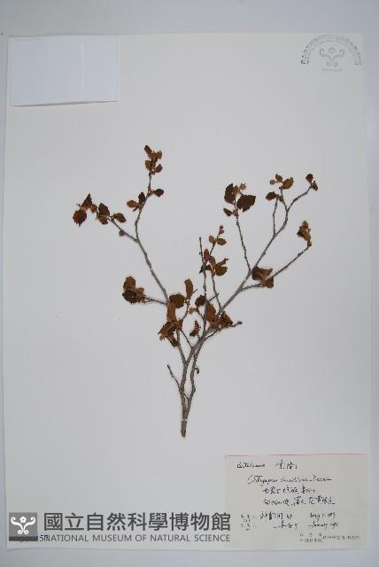 虎榛子藏品圖，第1張