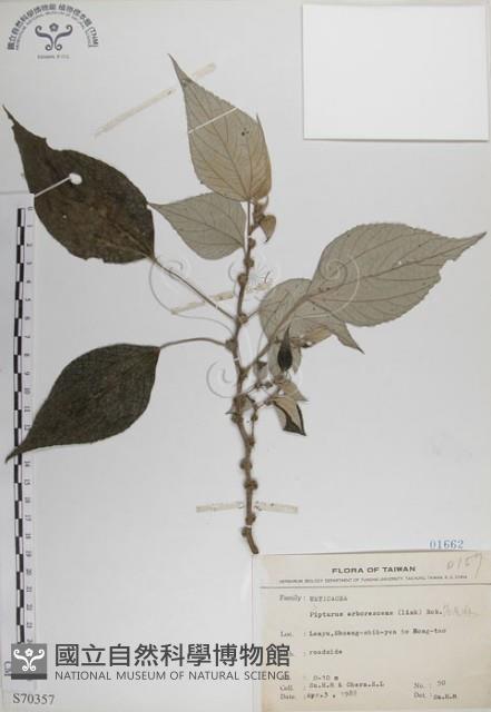 落尾麻藏品圖，第1張