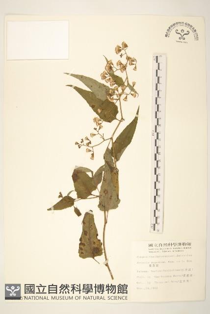 蔓黃菀藏品圖，第1張