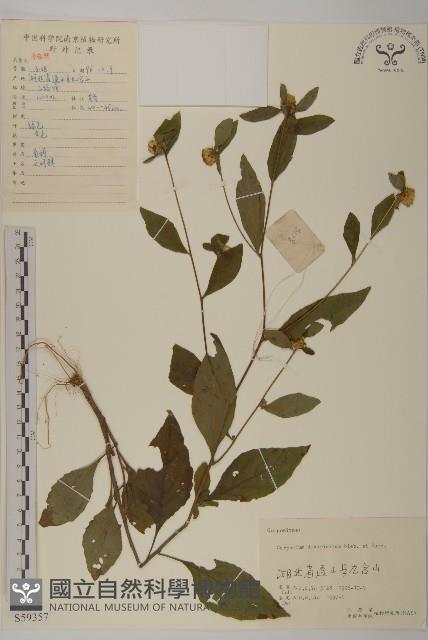 煙管草藏品圖，第1張