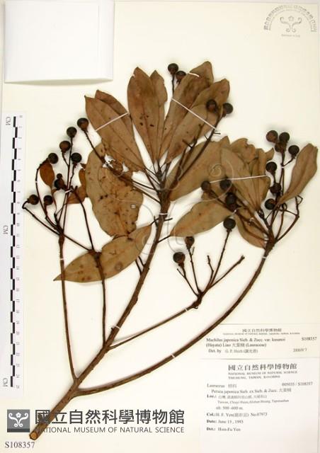 大葉楠藏品圖，第1張