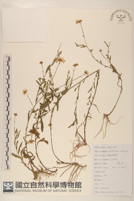 雞兒腸藏品圖，第1張