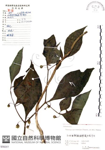 龍珠藏品圖，第1張