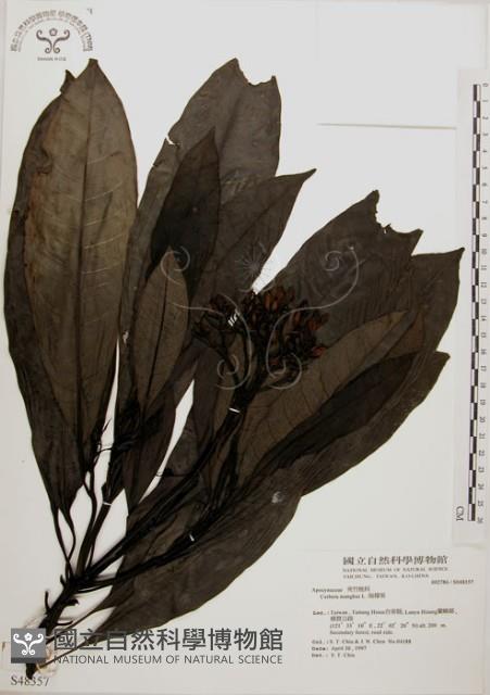 海檬果藏品圖，第1張