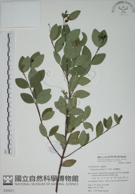 南嶺蕘花藏品圖，第1張