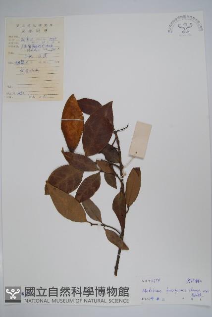 尖山橙藏品圖，第1張