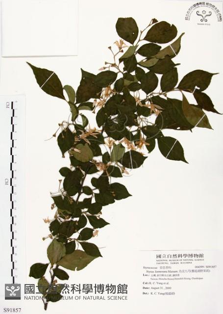 烏皮九芎、奮起湖野茉莉藏品圖，第1張